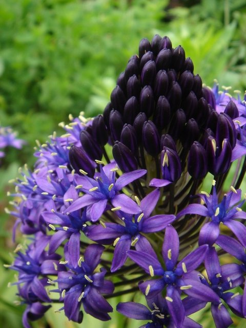Scilla peruviana